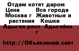 Отдам котят даром › Цена ­ 10 - Все города, Москва г. Животные и растения » Кошки   . Адыгея респ.,Адыгейск г.